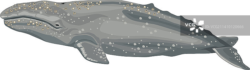 座头鲸海洋生物图片素材