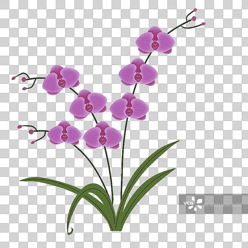 扁平风格蝴蝶兰免扣素材图片素材