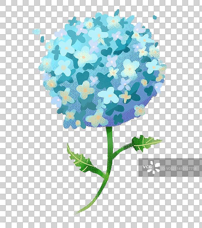 绣球花图片素材