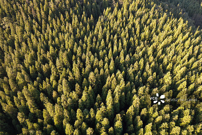 阳光洒满在森林上图片素材