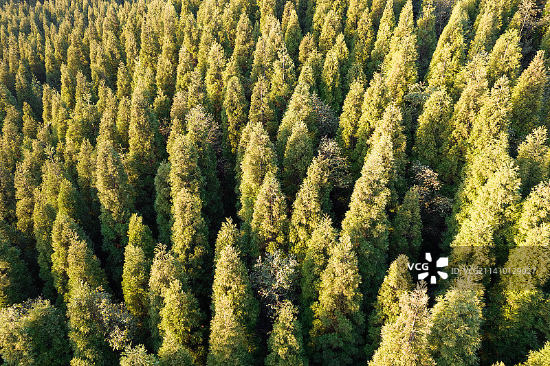 阳光洒满在森林上图片素材