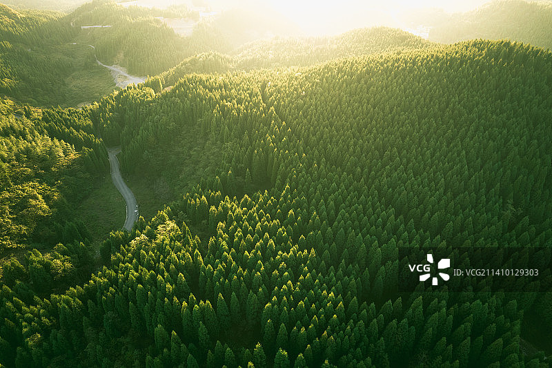 暮光森林图片素材