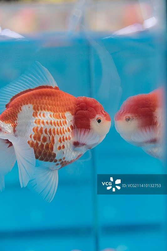 你是什么鱼图片素材