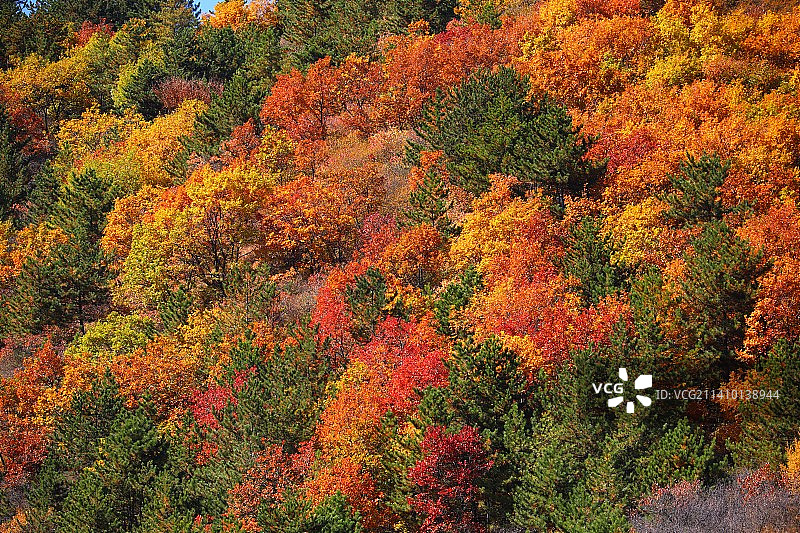 中国北京香山的红叶特写图片素材