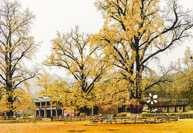 湖北随洲银杏谷风光图片素材
