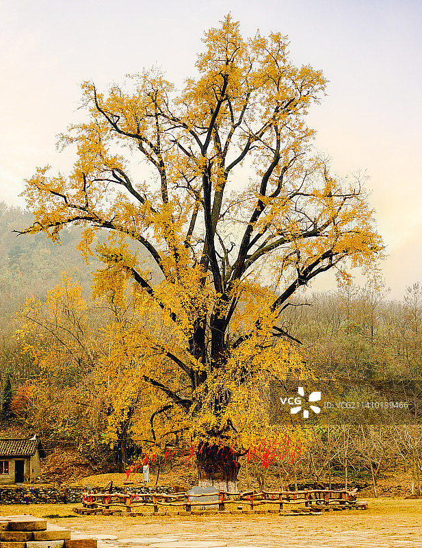 湖北随洲千年银杏谷风光图片素材
