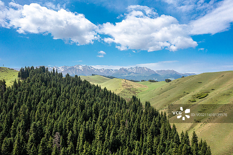 航拍：新疆阿勒泰 贾登峪国家森林公园 云杉 林海图片素材