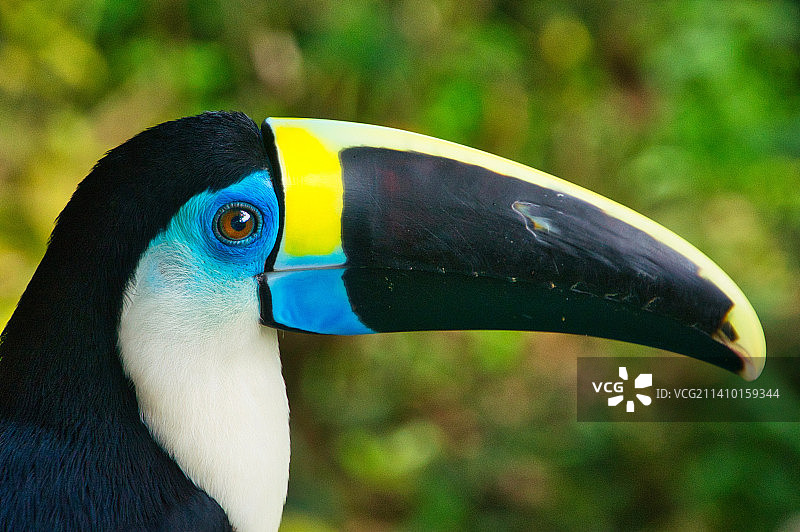 犀鸟特写，秘鲁马德雷德迪奥斯马努国家公园图片素材