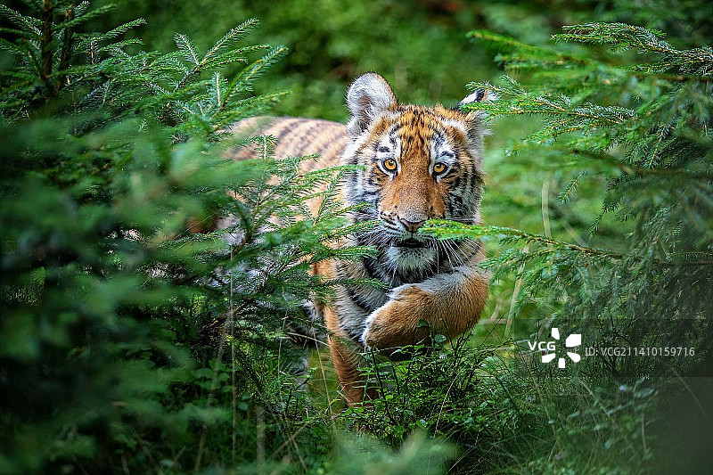 森林里坐着的苏门答腊虎图片素材