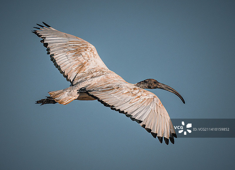 鹰在晴空下飞行的低角度视图图片素材