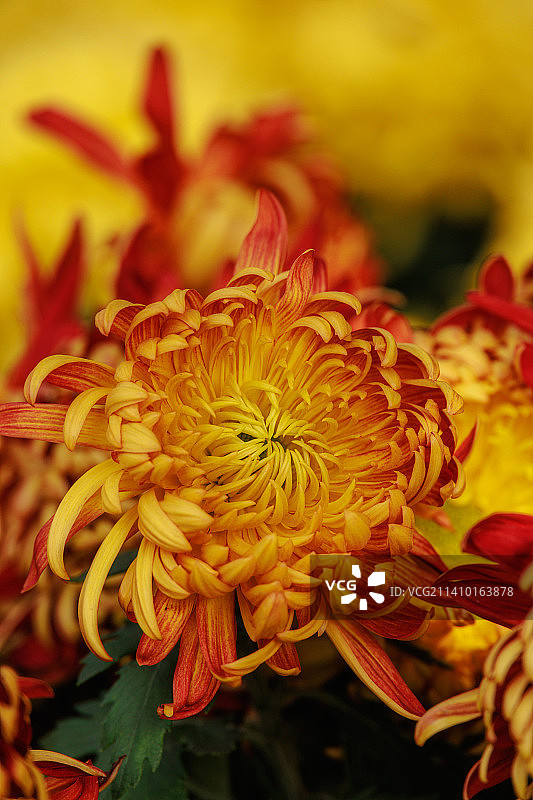 北海菊花展图片素材