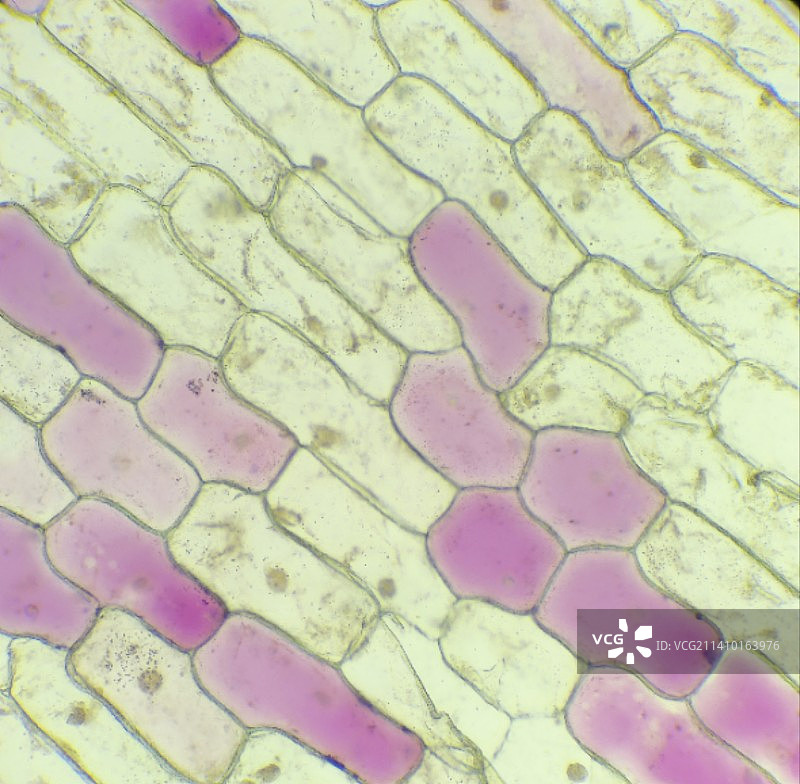 洋葱表皮细胞图片素材