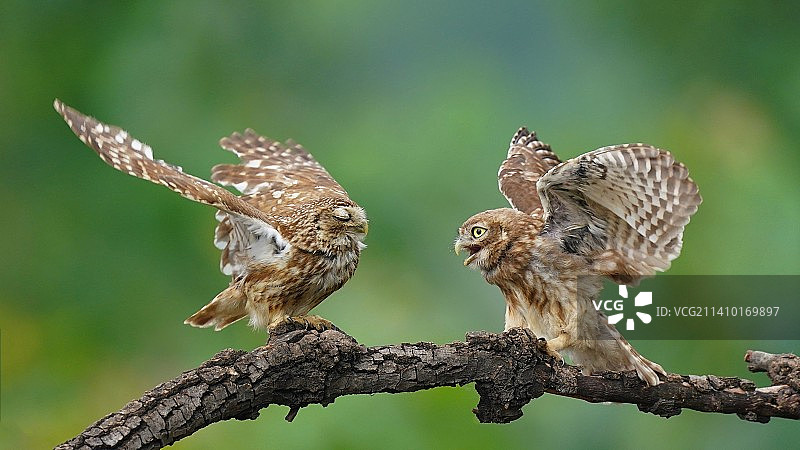 DSC03643不搭理你，，，图片素材