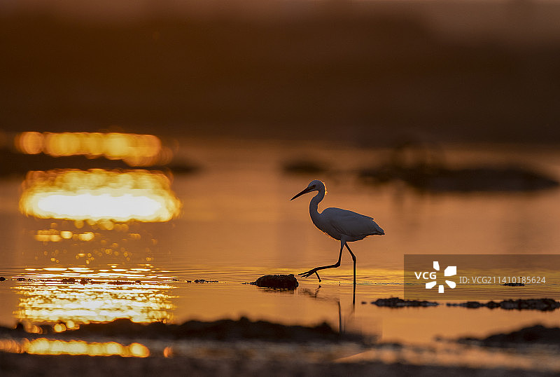 朝阳白鹭图片素材