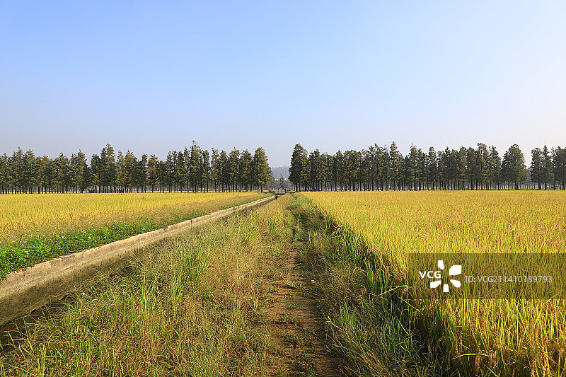 稻田图片素材