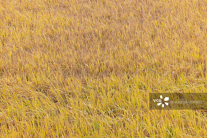 一片金黄色的稻田图片素材