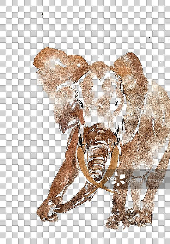 觅食的大象图片素材