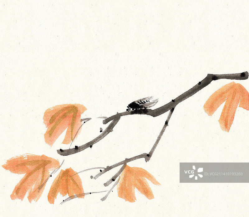 秋天的树枝和蝉图片素材