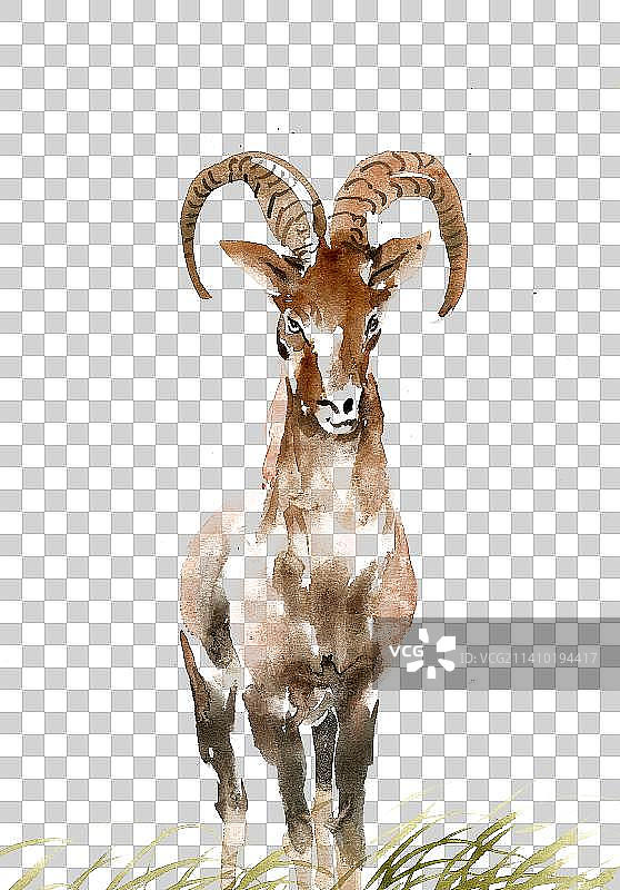 站立的羚羊图片素材