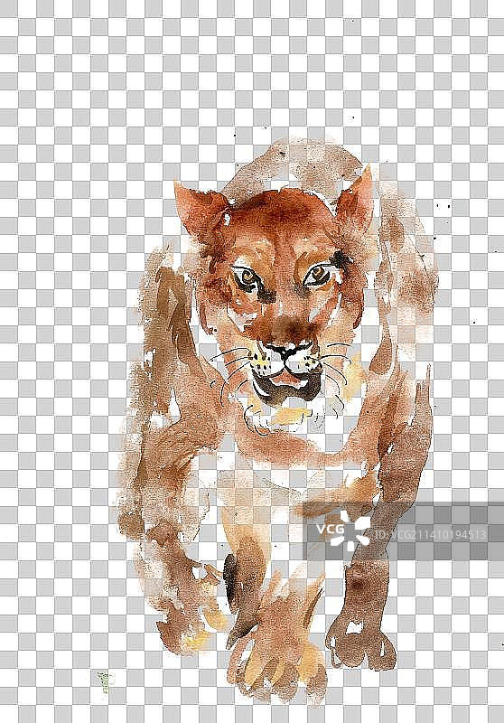 正面走路的狮子图片素材