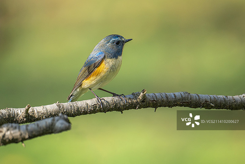 林间精灵--红胁蓝尾鸲图片素材