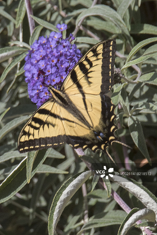 西部虎凤蝶采食花蜜图片素材