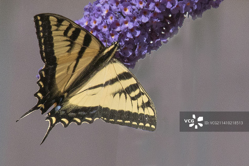 西部虎凤蝶采食花蜜图片素材