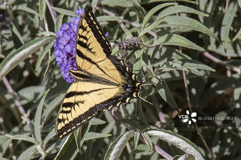 西部虎凤蝶采食花蜜图片素材