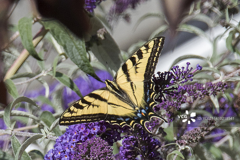 西部虎凤蝶采食花蜜图片素材