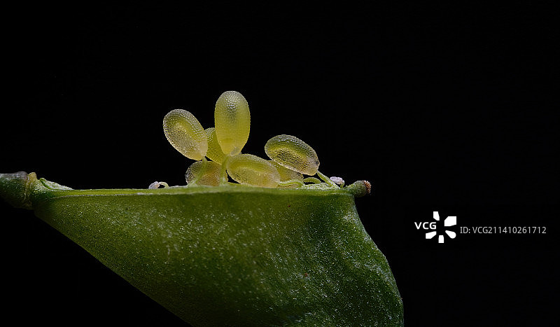 荠菜的种子图片素材