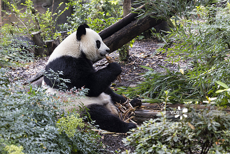 来自四川汶川卧龙自然保护区的大熊猫图片素材