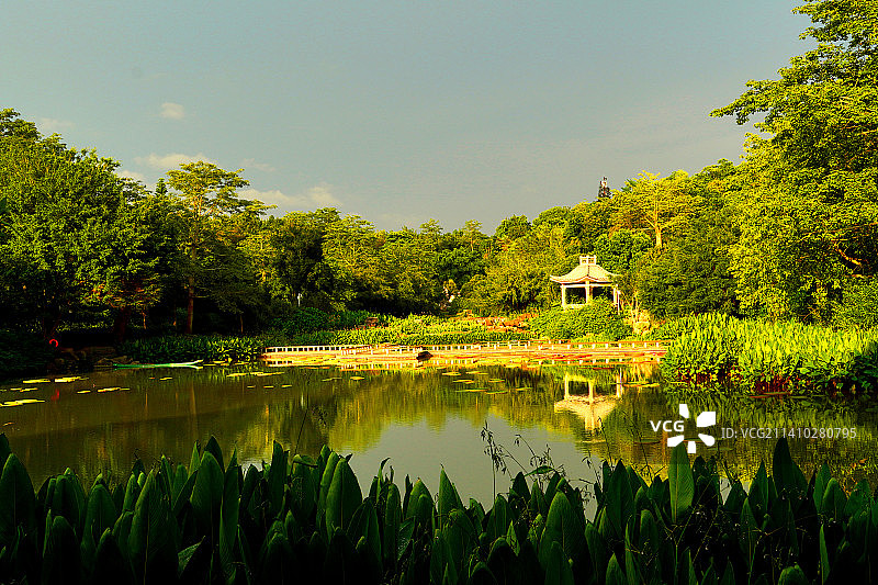 广西南宁青秀山：夕照莲池图片素材