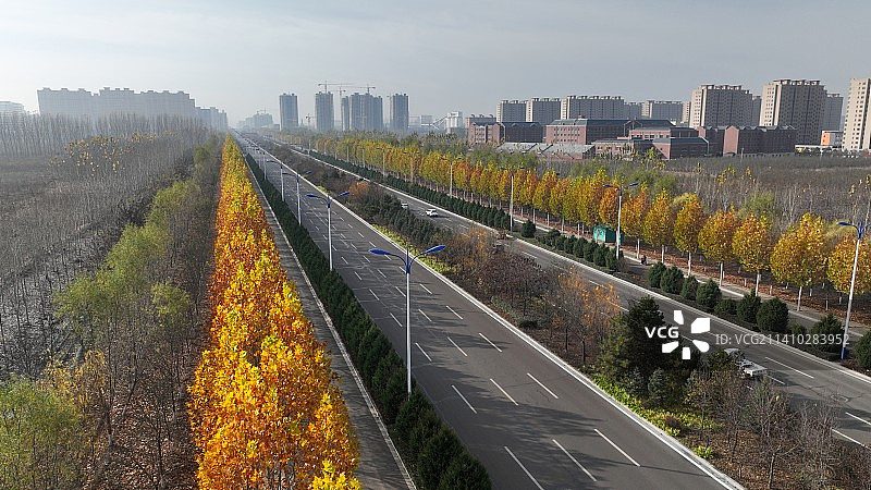 金色大道图片素材