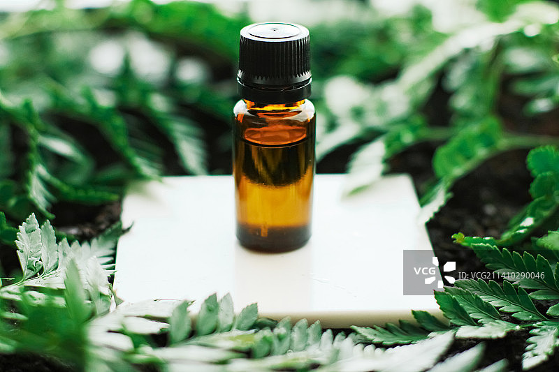 绿色热带花园中的草本精油瓶图片素材