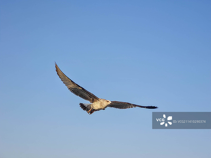 低角度拍摄：老鹰在蔚蓝的天空中飞行，罗马尼亚曼加利亚图片素材