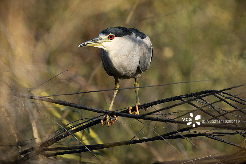 苍鹭栖息在树枝上的特写图片素材