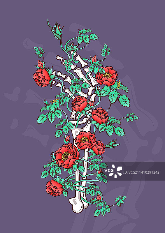 玫瑰花图片素材