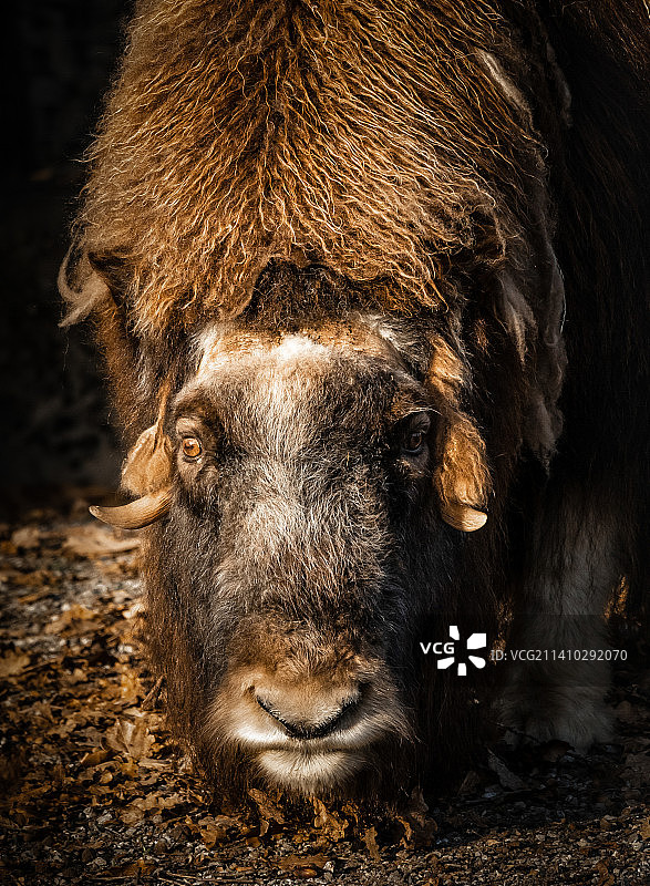 瑞士伯尔尼奶牛的特写肖像图片素材
