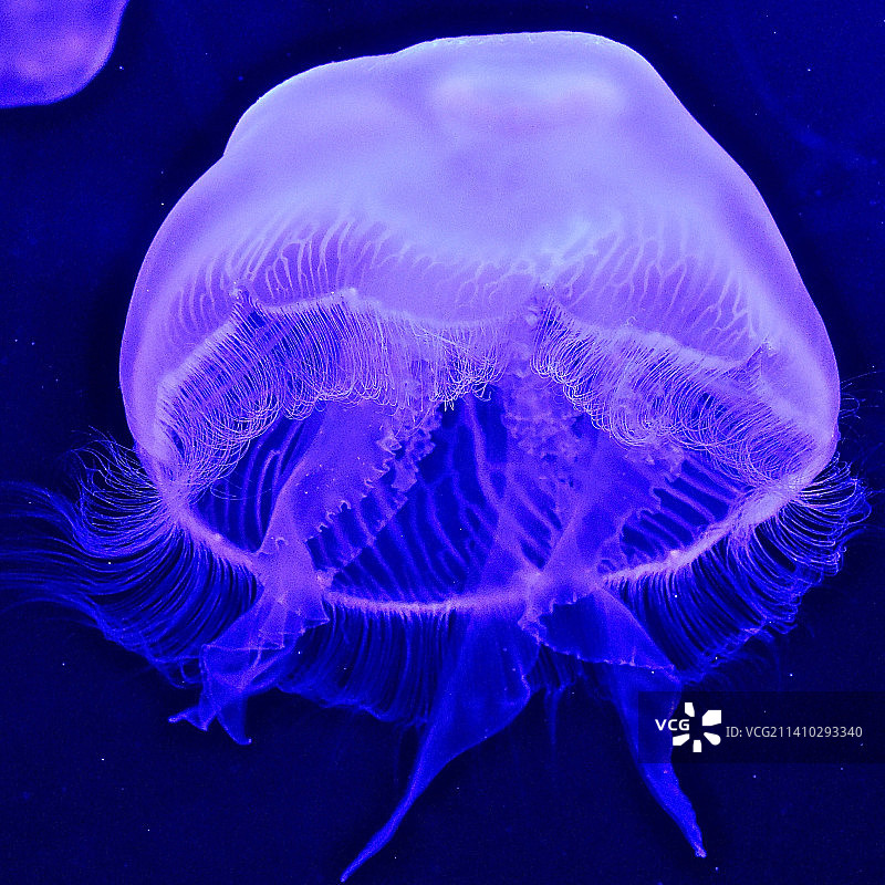 美国肯塔基州纽波特海中游泳的水母特写图片素材