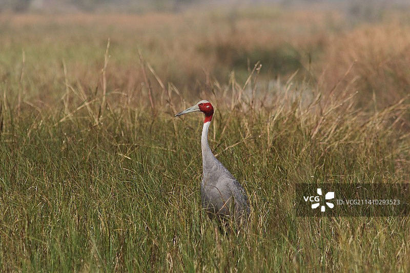 起重机栖息在印度拉贾斯坦邦乌代浦的草地上的侧视图图片素材