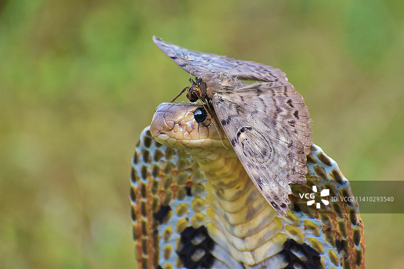 印度眼镜蛇上的猫头鹰蛾，罕见瞬间，印度图片素材
