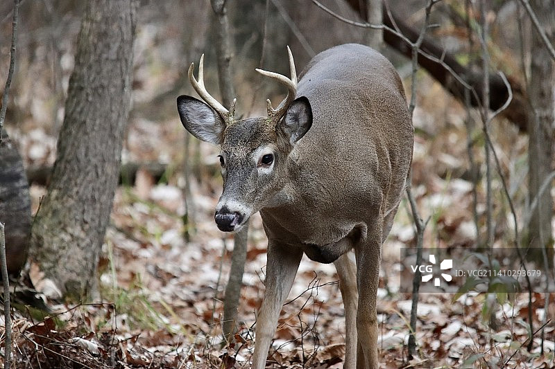 站在田野上的白色动物肖像，美国兰辛图片素材
