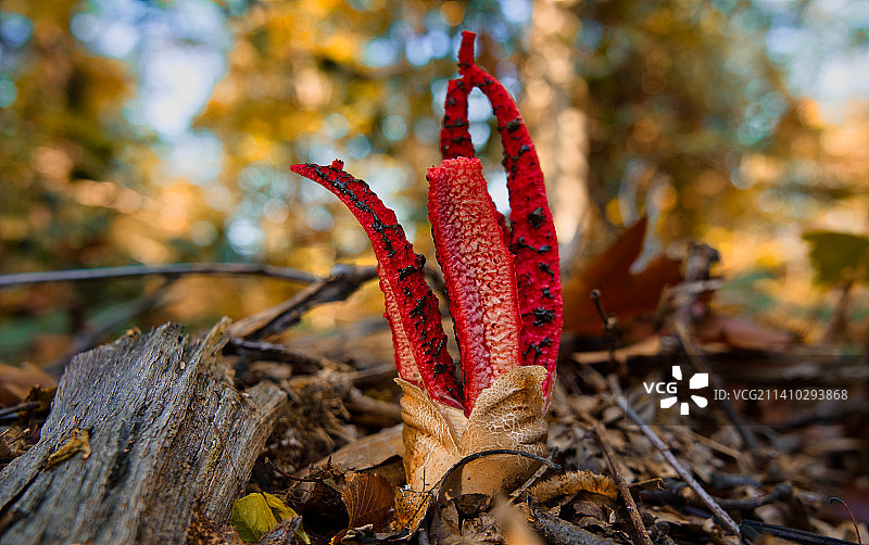 树干上的红色枫叶特写，德国卡尔斯鲁厄图片素材