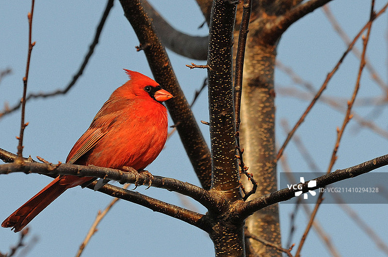 仰视栖息在树上的北美红雀，美国蒙特罗斯角鸟类保护区图片素材