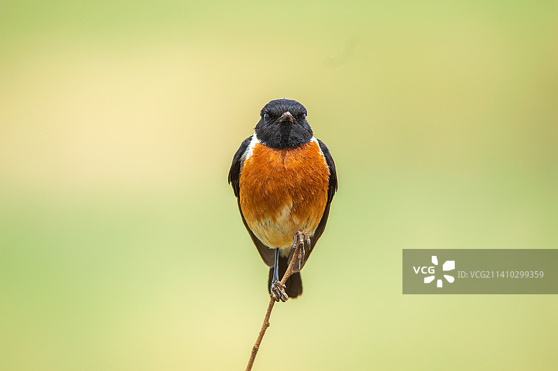 栖息在植物上的鸣禽特写，南非图片素材