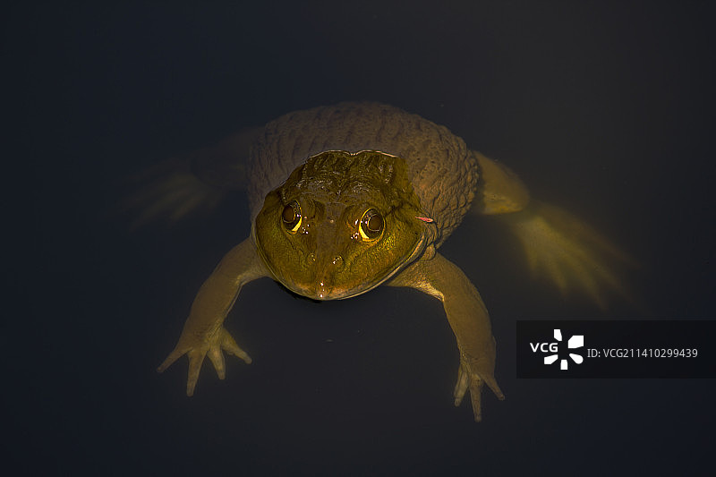 泰国海域中游泳的海龟特写图片素材