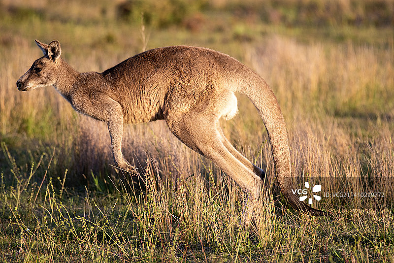 袋鼠侧面图，澳大利亚维多利亚州威尔逊斯普罗蒙特里图片素材