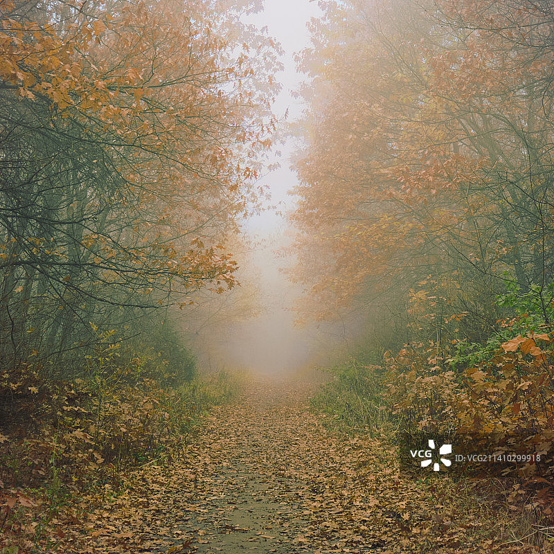 俄罗斯沃罗涅日州沃罗涅日的秋季森林树木图片素材
