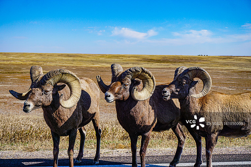 美国南达科他州恶地国家公园的大角羊图片素材