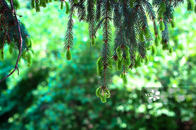 树上蕨类植物叶子的特写图片素材